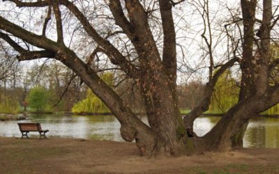 Парк Стромовка в Праге